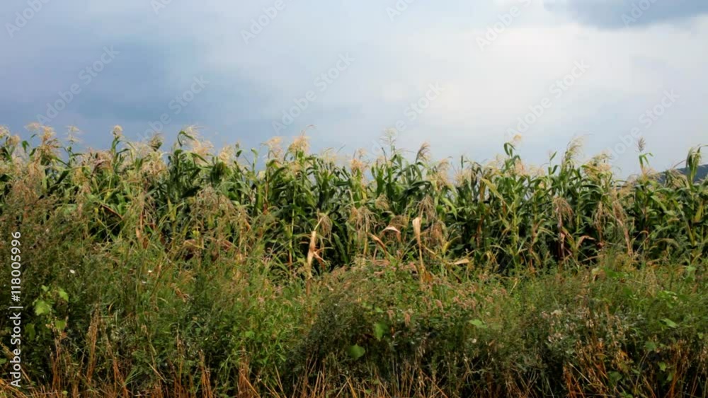 a cornfield with moody sky in background a cornfield with moody sky in background