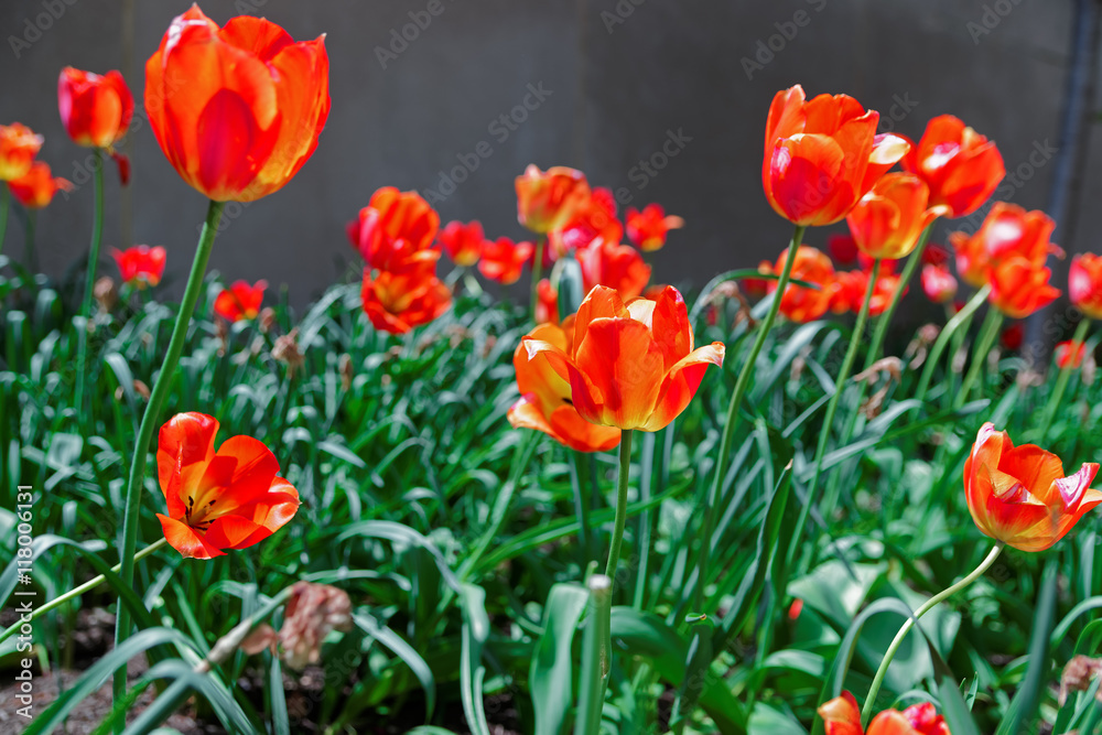 Obraz premium Bright red tulips in a flowerbed in a park