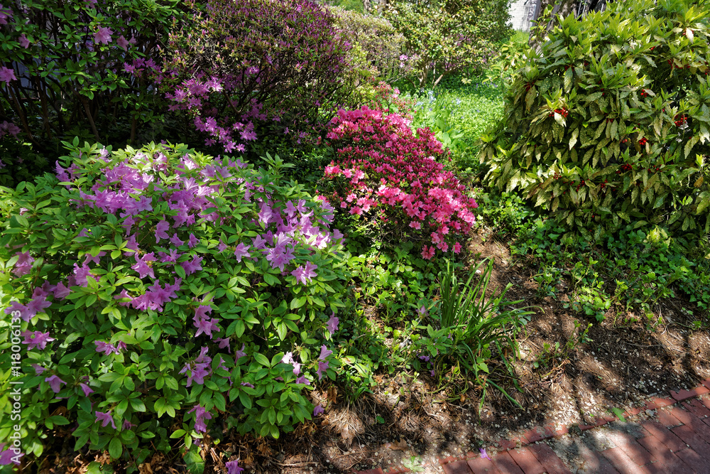 Bright purple and pink bushes of flowers in park
