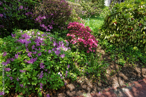 Bright purple and pink bushes of flowers in park