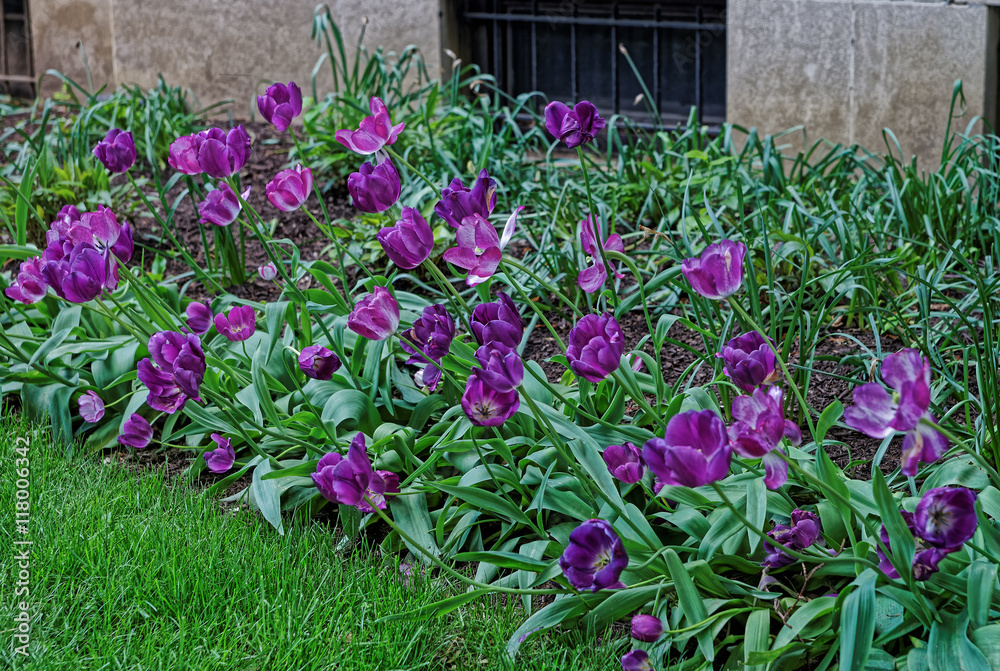 Fototapeta premium Purple tulips in the park in Washington DC