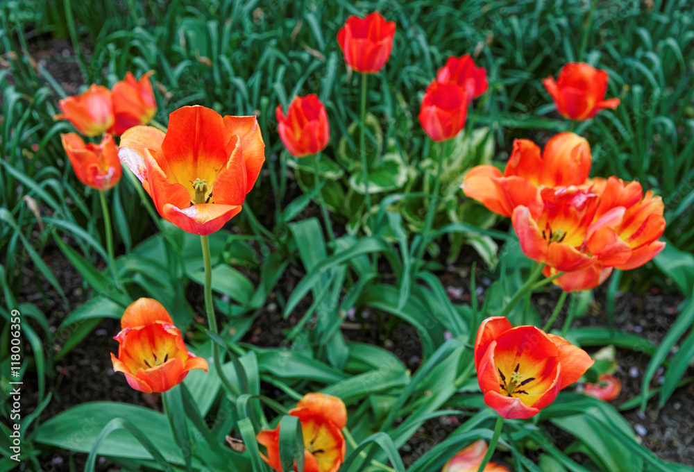Red tulip flowerbed in a park Washington DC Red tulip flowerbed in a park Washington DC