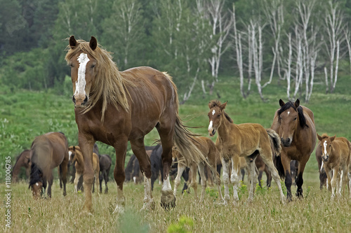 a herd of horses grazing in a green field near the forest © serhio777