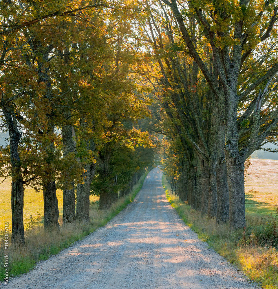 Countryside road in autumn
