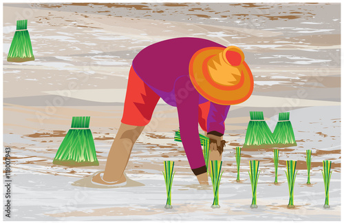 agriculturist transplant rice seedlings vector design