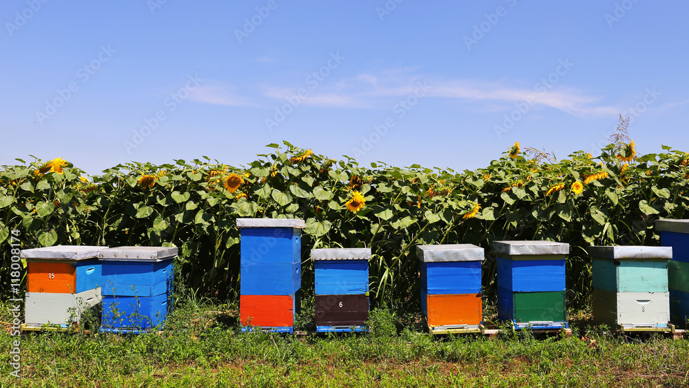Row of colorful wooden beehives with sunflowers in the background Row of colorful wooden beehives with sunflowers in the background