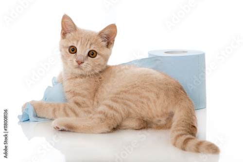 Kleine Katze mit Toilettenpapier © DoraZett