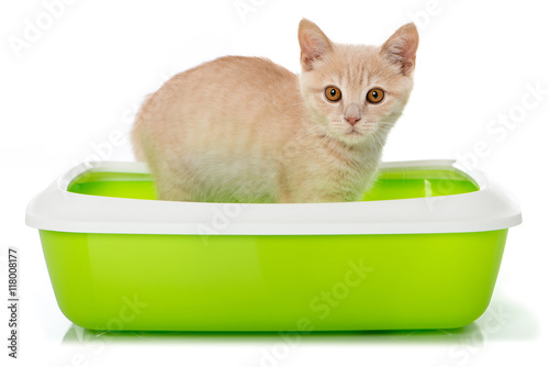 Fototapeta Naklejka Na Ścianę i Meble -  Rotes Kätzchen auf der Katzentoilette