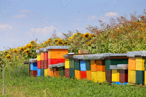 Row of colorful wooden beehives with sunflowers in the background