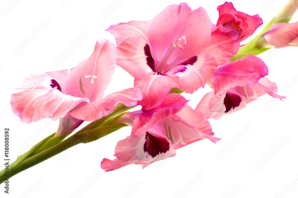 pink gladiolus isolated on a white background pink gladiolus isolated on a white background