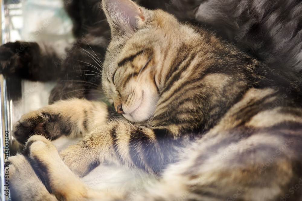 funny sleep kitten funny sleep kitten