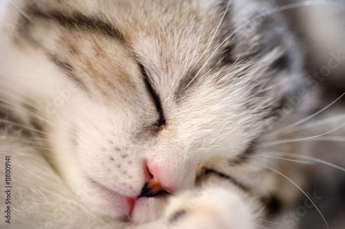 funny sleep kitten