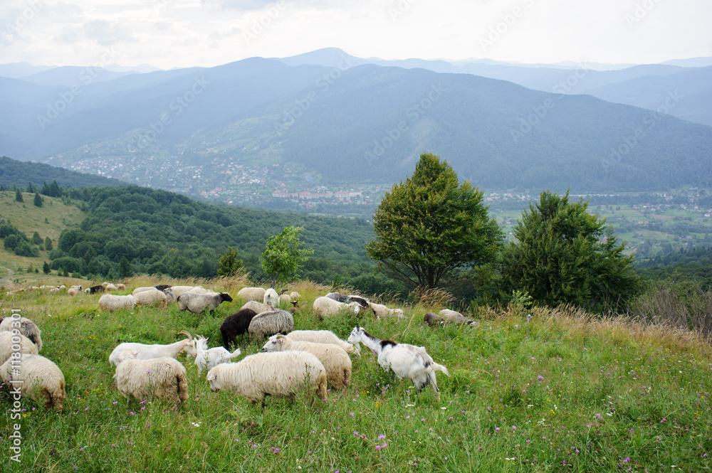 Fototapeta premium flock of of sheep in the mountain