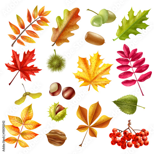 Autumn Leaves Set