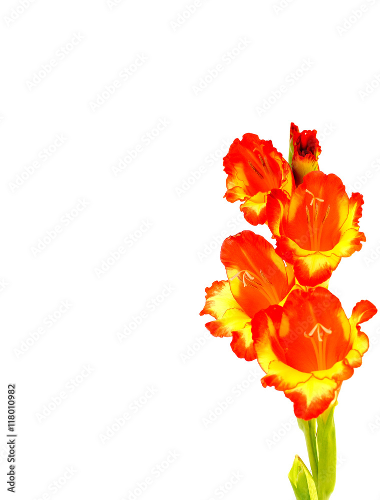 red gladiolus isolated on a white background