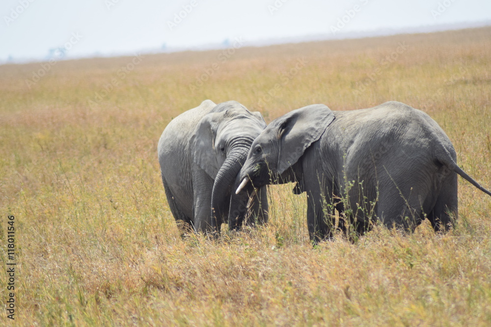 Fotografie éléphanteau dans la savane