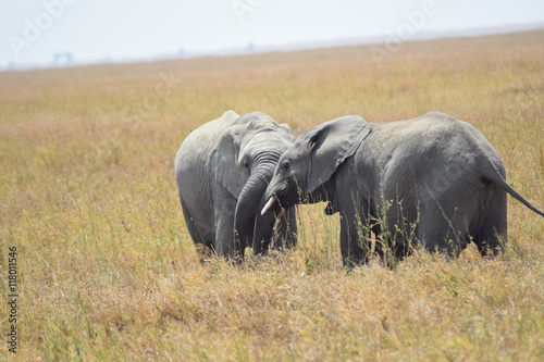   l  phanteau dans la savane