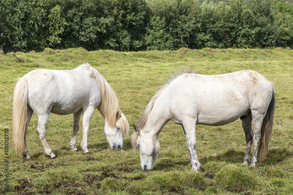 custom made wallpaper toronto digitalTwo white beautiful icelandic horses near Reykjavik on a green meadow. Close up portrait. Iceland.
