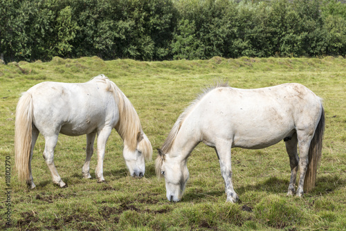 Two white beautiful icelandic horses near Reykjavik on a green meadow. Close up portrait. Iceland.