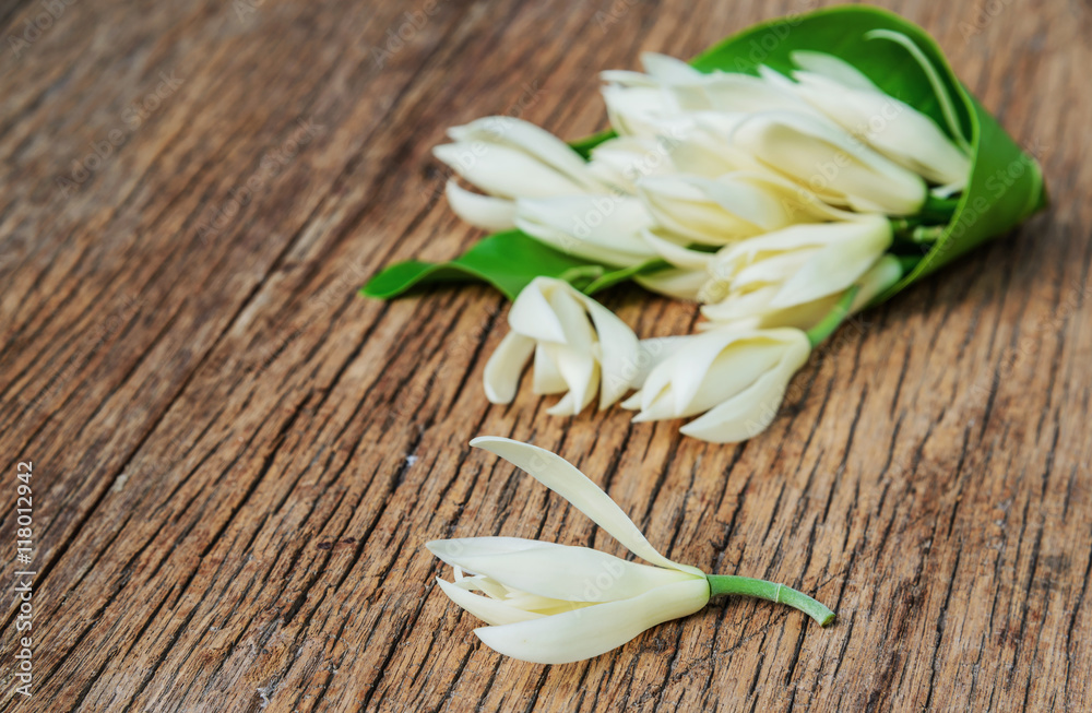 White Champaka flower isolated on the wood background. Michelia White Champaka flower isolated on the wood background. Michelia