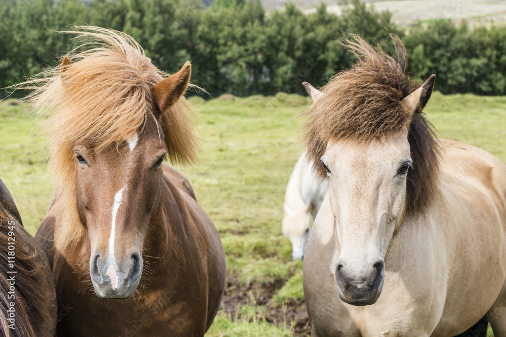 Obraz premium Beautiful icelandic horses near Reykjavik. Close up portrait. Iceland.