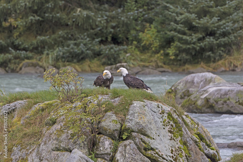 A pair of Bald Eagles on a Rock in a River