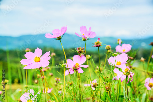 Cosmos flowers blooming in the garden on Mon Cham Hill, Chiang M