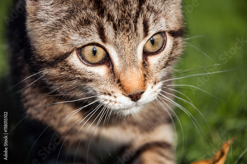 Aufmerksame Katze beim Spiel