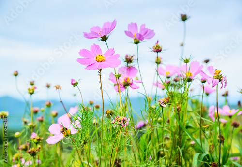 Cosmos flowers blooming in the garden on Mon Cham Hill, Chiang M