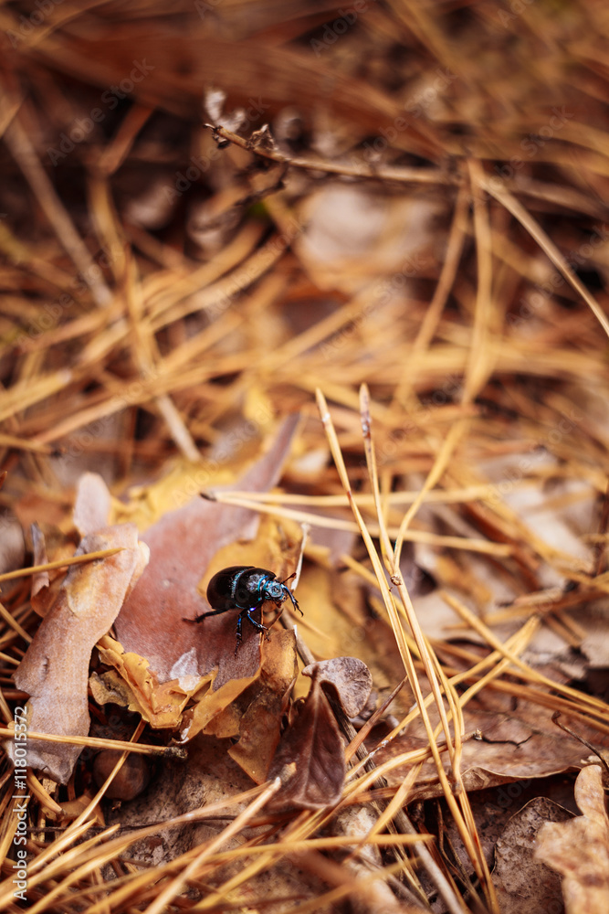 Black earth-boring dung beetle