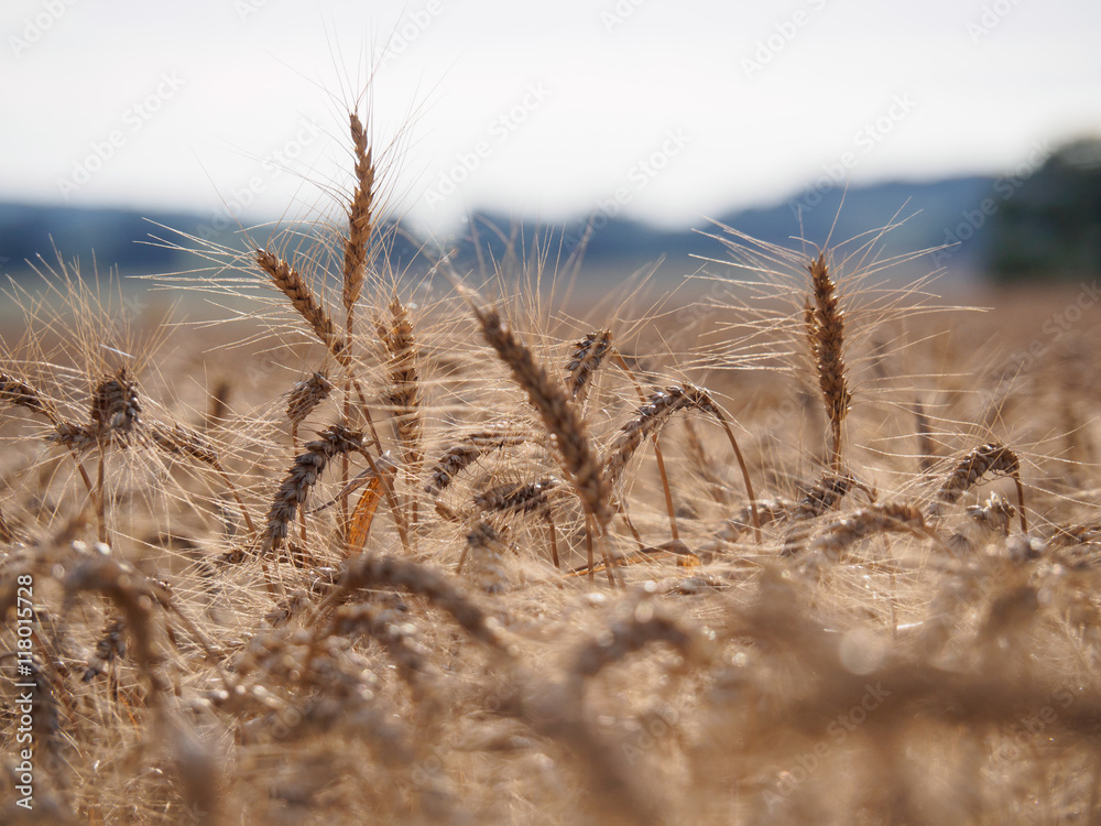 Fototapeta premium Detail view of grains and spikes on cereal field in summer at sunset