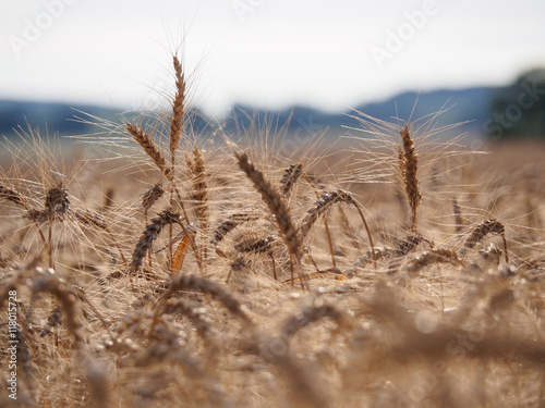 Detail view of grains and spikes on cereal field in summer at sunset