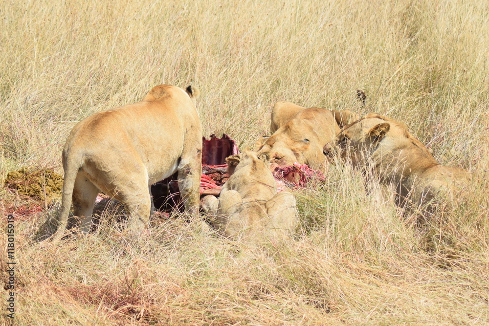 La curée dans la savane 