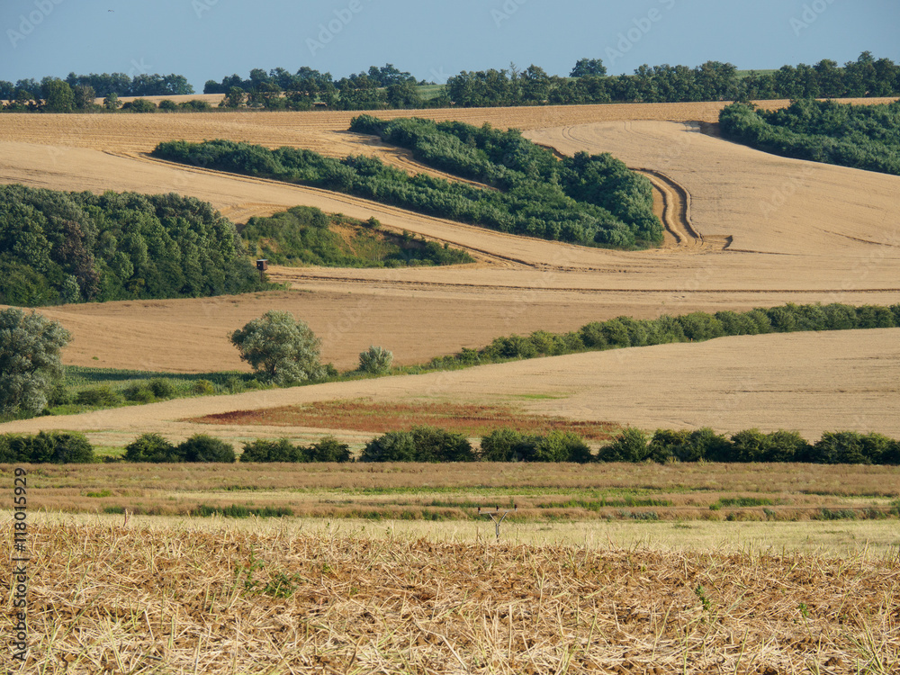 wide-angle view of country with field's lines during the harvest