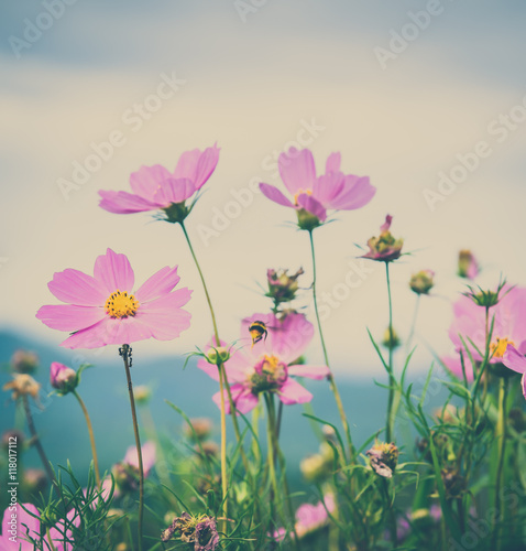 Cosmos flowers blooming in the garden , Vintage filter effect.