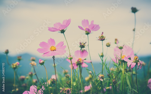 Cosmos flowers blooming in the garden   Vintage filter effect.