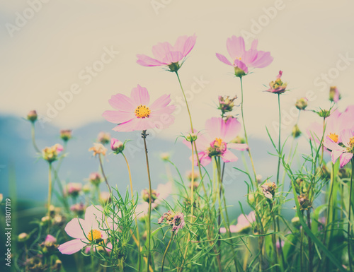 Cosmos flowers blooming in the garden , Vintage filter effect. © somchairakin