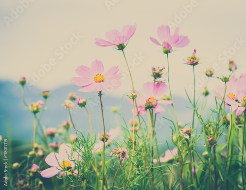 Cosmos flowers blooming in the garden   Vintage filter effect.