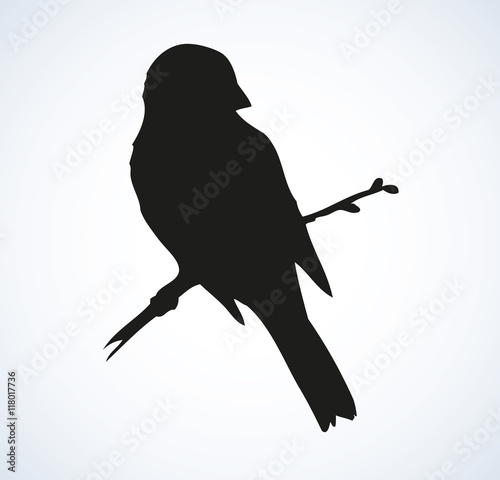 Vector drawing. Tit