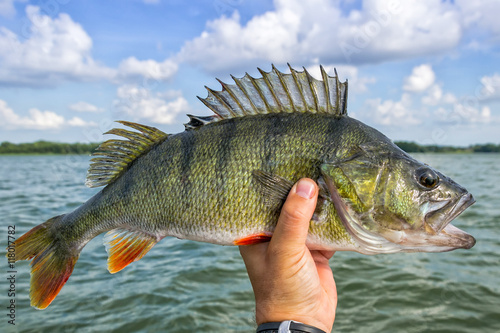 Huge perch fish from the lake