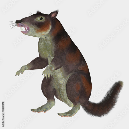 Cronopio Mammal on White - Cronopio was a squirrel-sized mammal that lived with the dinosaurs in the Cretaceous Period of Argentina, South America.