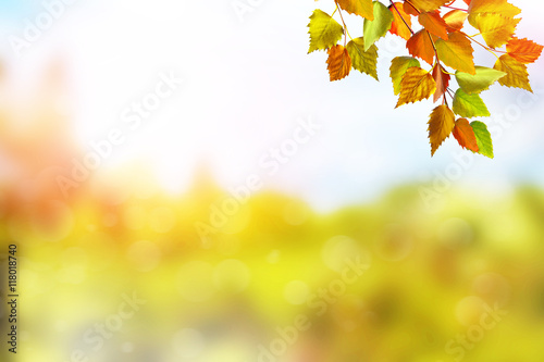 Autumn landscape. Beautiful  leaves. Colorful trees