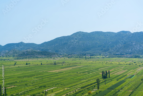 Vineyard in Croatia at the Adriatic coast.