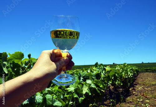 Hand holding a glass of white wine,vineyard in the background.Selective focus.