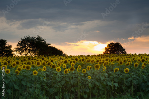 Field of bright sunflowers near Raleigh, North Carolina