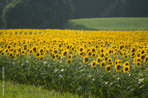Field of bright sunflowers near Raleigh, North Carolina