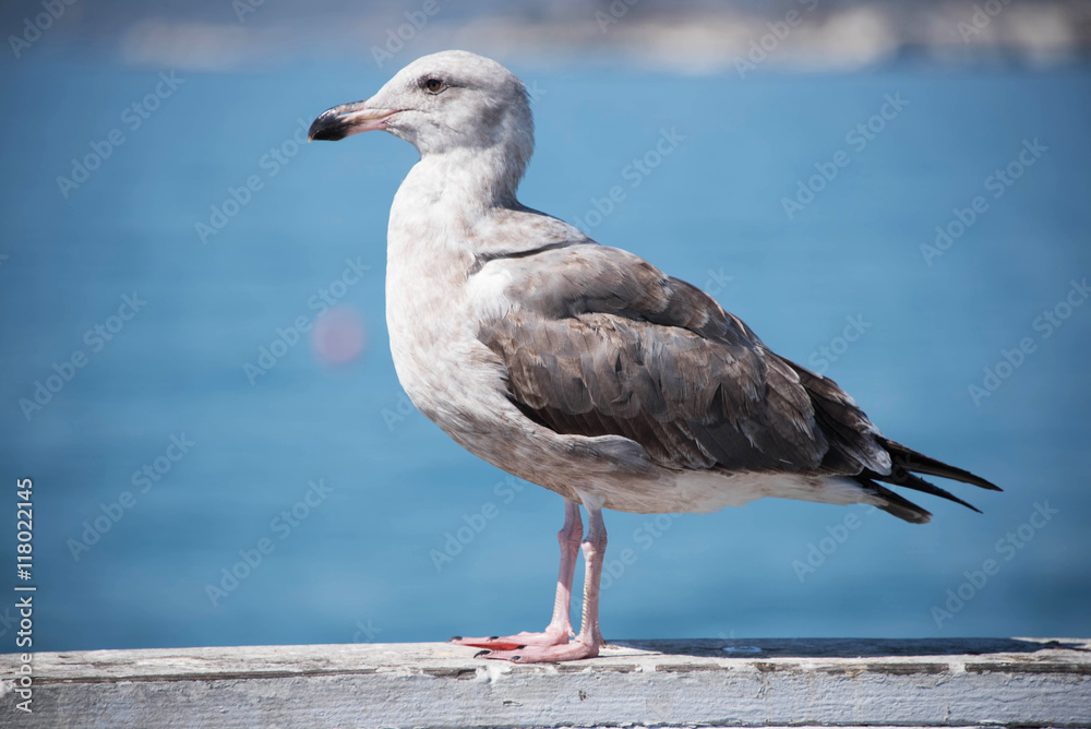 Fototapeta premium Brown Seagull at Pismo Beach