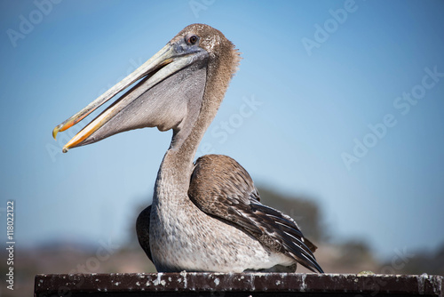 Brown Pelican at Pismo Beach