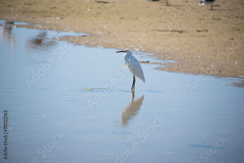 Egrets at Pismo Beach