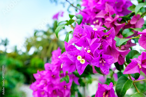 Fragrant pink Bougainvillea spectabilis flower with blurred evening background